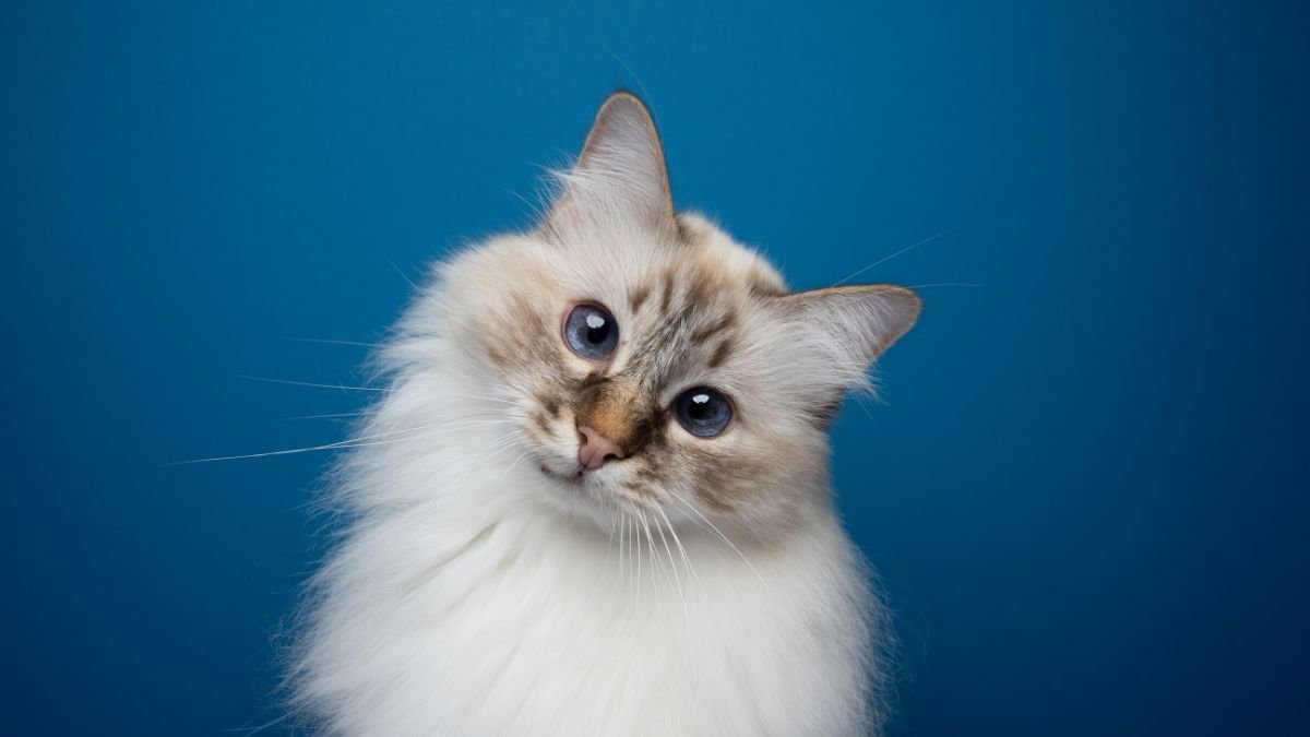 Most Popular Cat Breeds in the USA